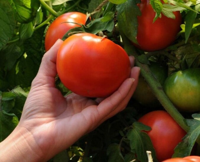 Высаживаем помидоры осенью и не мучаемся с рассадой: делюсь способом