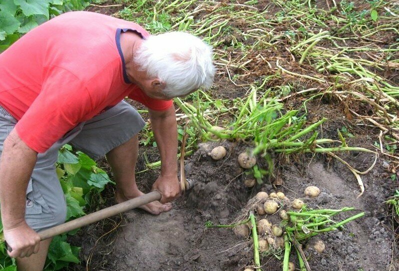 3 рекомендации на август, чтобы получить отличный урожай картофеля