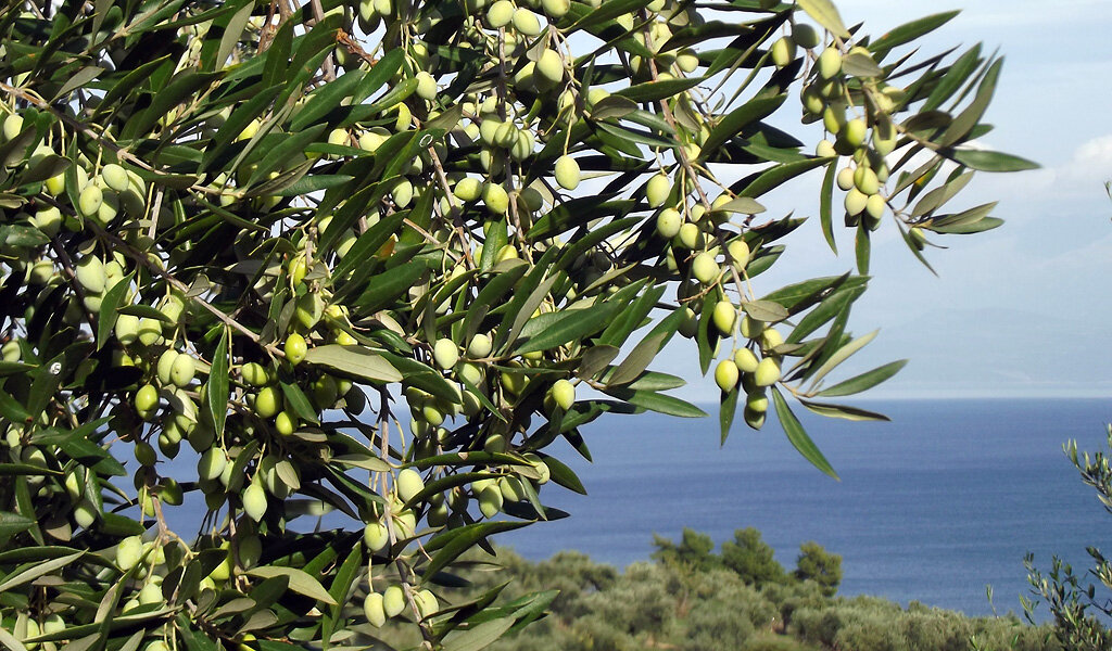 Выращивание оливок в огороде: возможно ли?