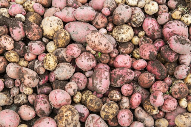 Как правильно обрезать ботву картофеля для получения богатого урожая?