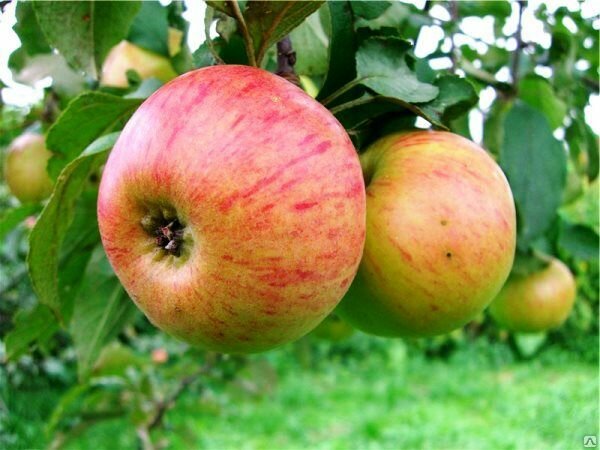 Самые вкусные сорта яблок