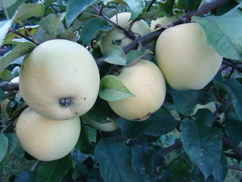 Самые вкусные сорта яблок