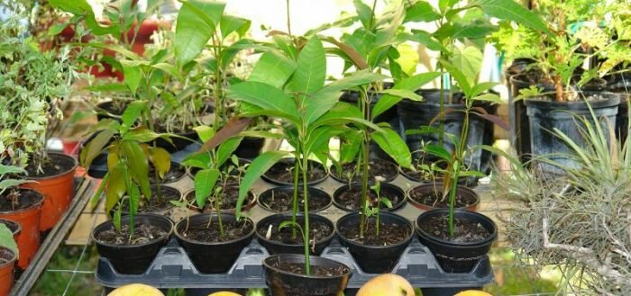 Как дома вырастить манго?