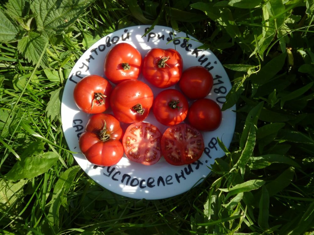 Самые вкусные сорта томатов