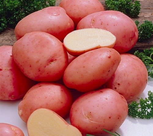 Картофель устойчивый к колорадскому жуку. Миф или реальность?