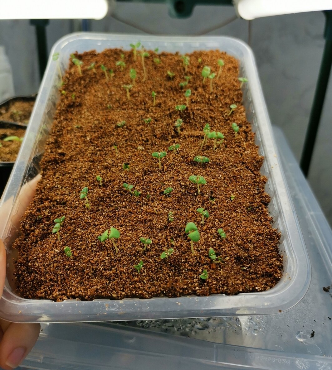 Как вырастить лаванду из семян