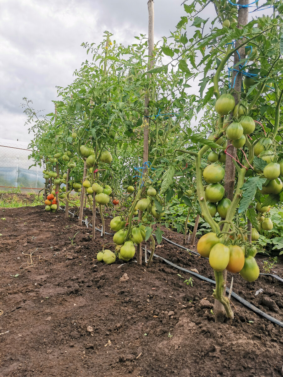 Можно ли выращивать помидоры в открытом грунте