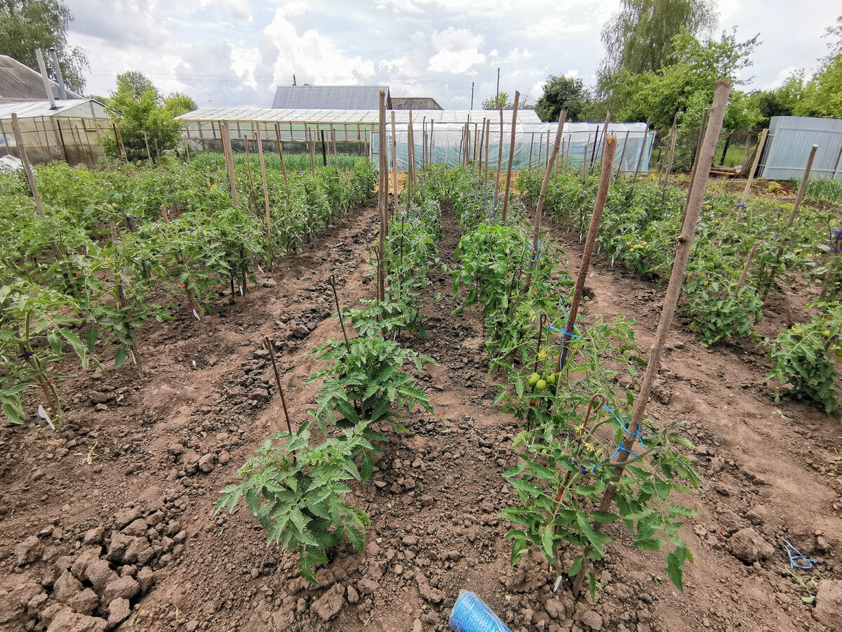 Можно ли выращивать помидоры в открытом грунте