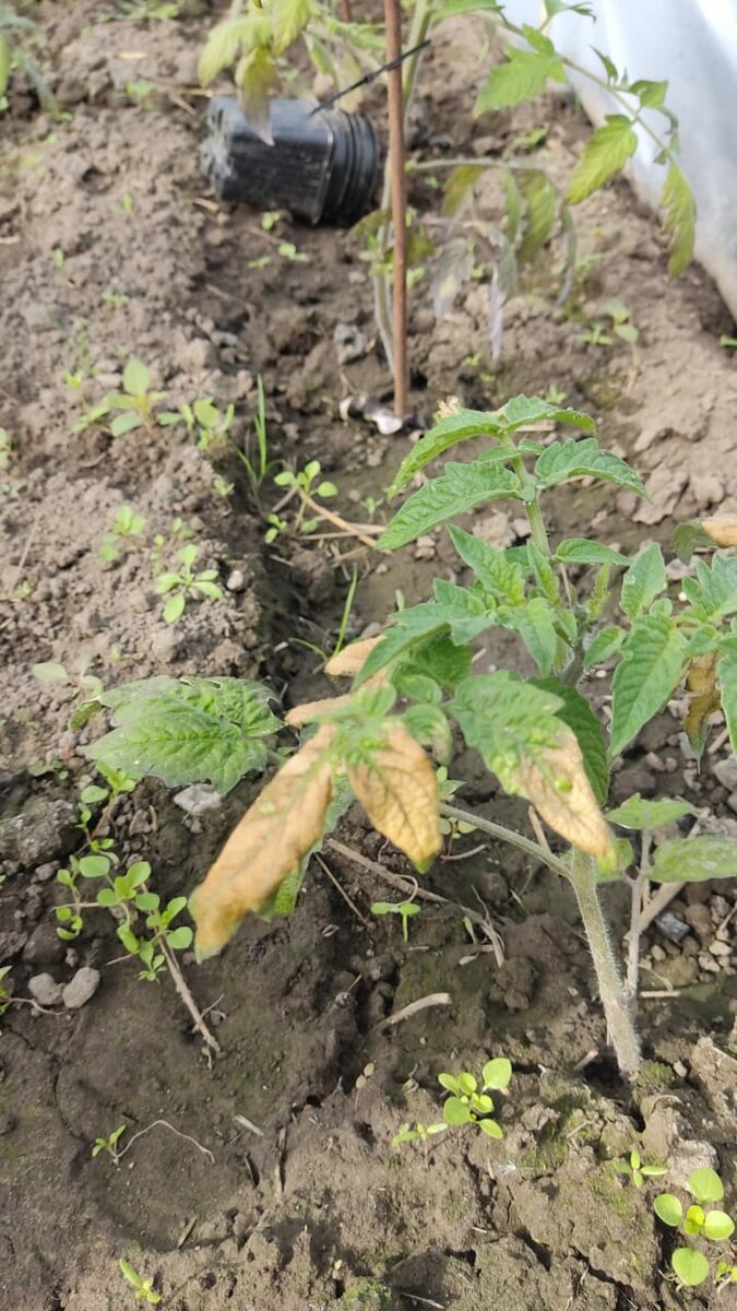 Листья томатов частично засыхают, появились коричневые пятна. Май 2022