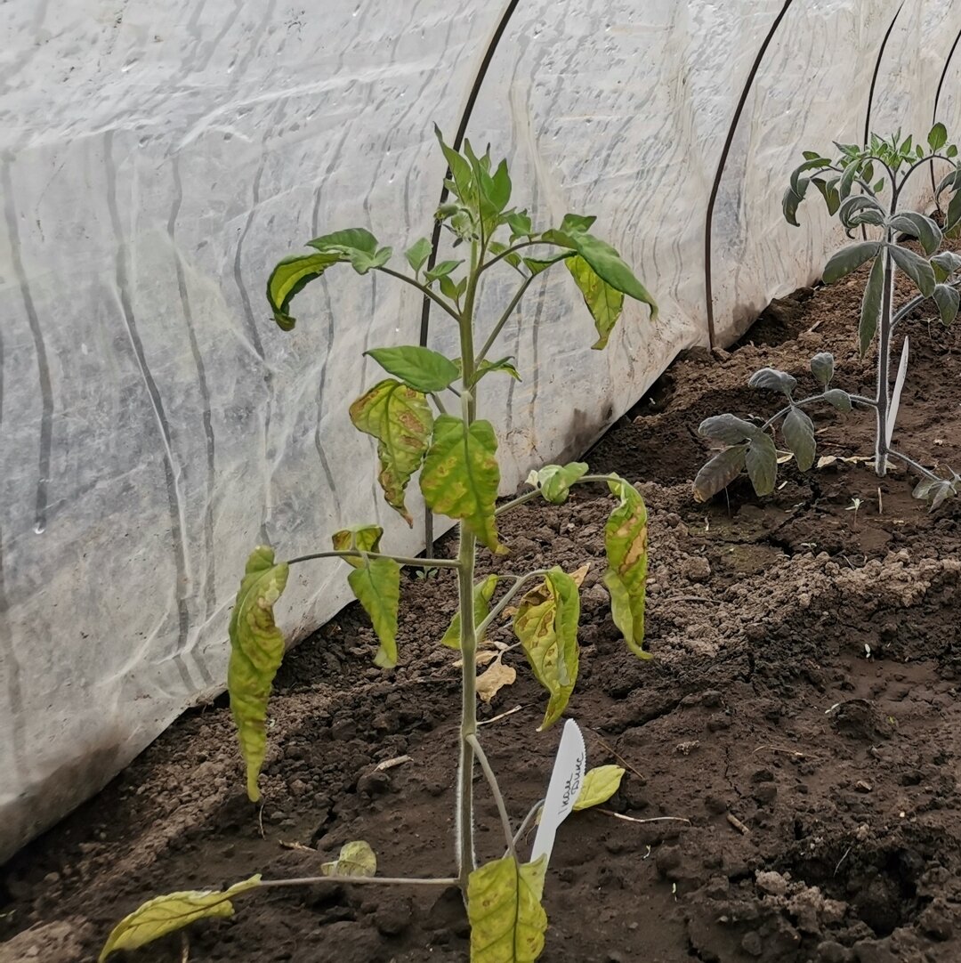 Листья томатов частично засыхают, появились коричневые пятна. Май 2022