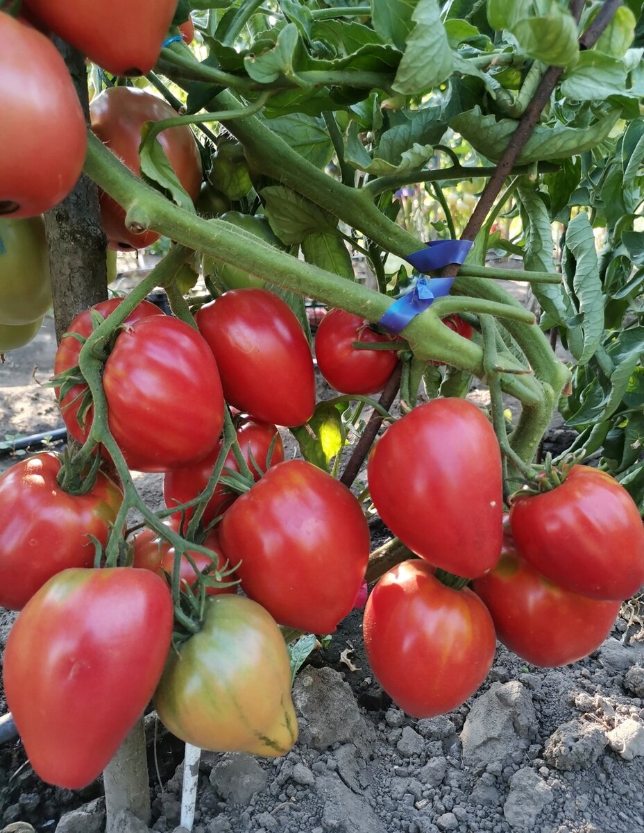 Топ-10 лучших сортов томатов по мнению моих читателей.