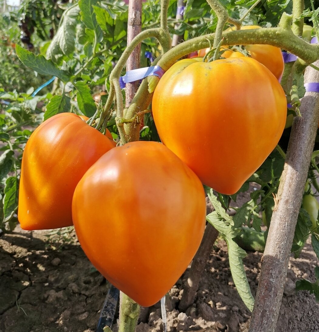 Топ-10 лучших сортов томатов по мнению моих читателей.