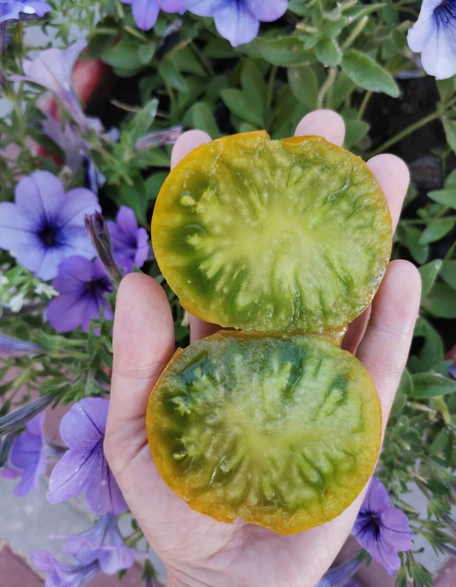 Зеленоплодные томаты: почему их так любят во всем мире.