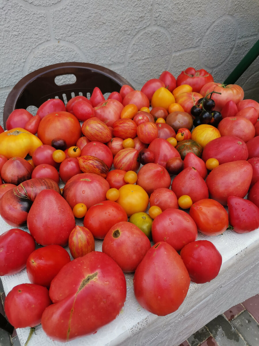 Когда нужно вершковать томаты. Ускоряем налив и созревание плодов.