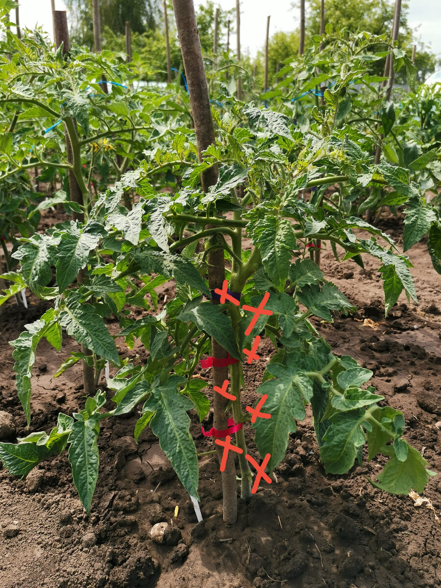 Что такое томатные гномы и как их правильно выращивать.
