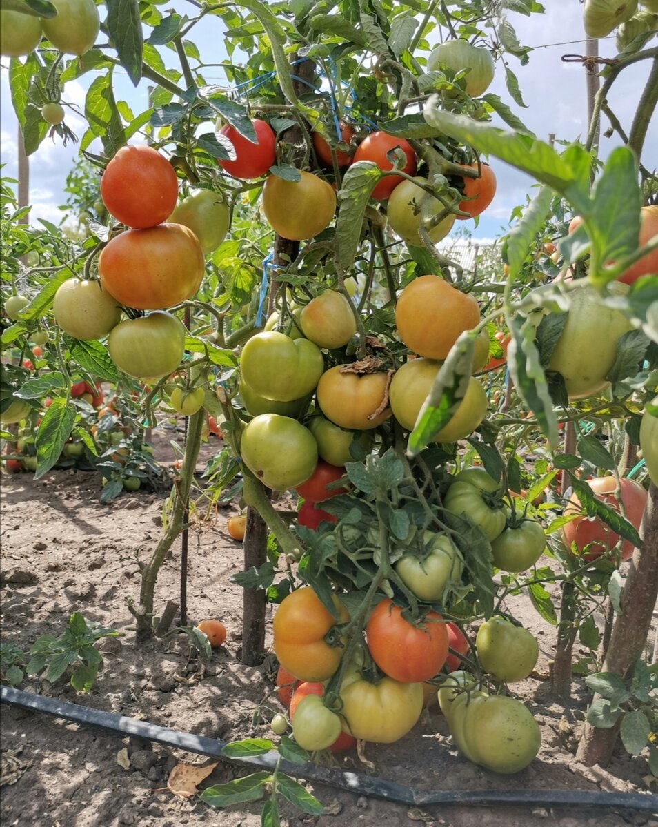 Что нужно знать перед пасынкованием томатов. Дачный сезон 2021.