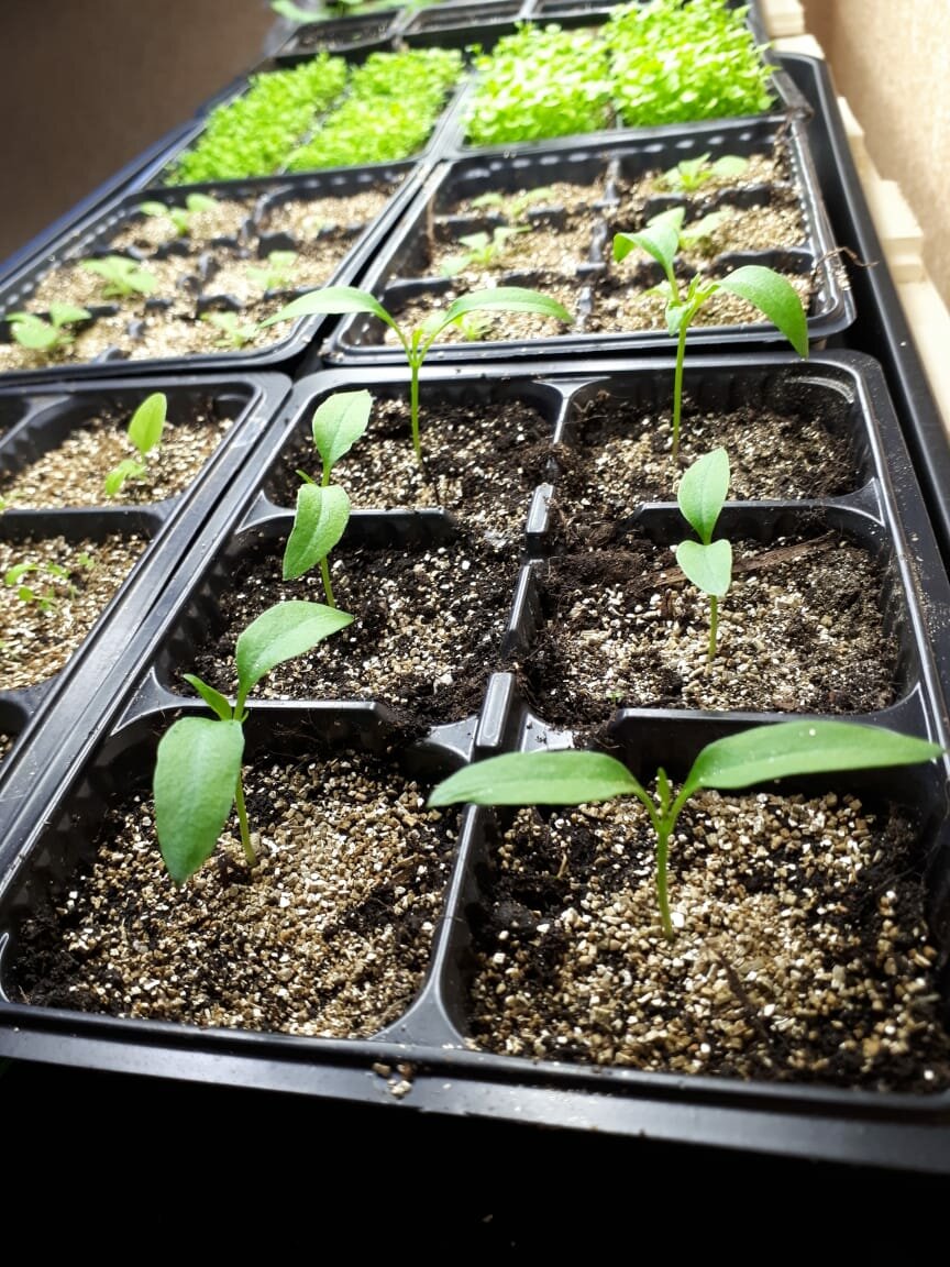 В какие сроки огородники начнут сеять перцы, баклажаны и томаты в 2021 году.
