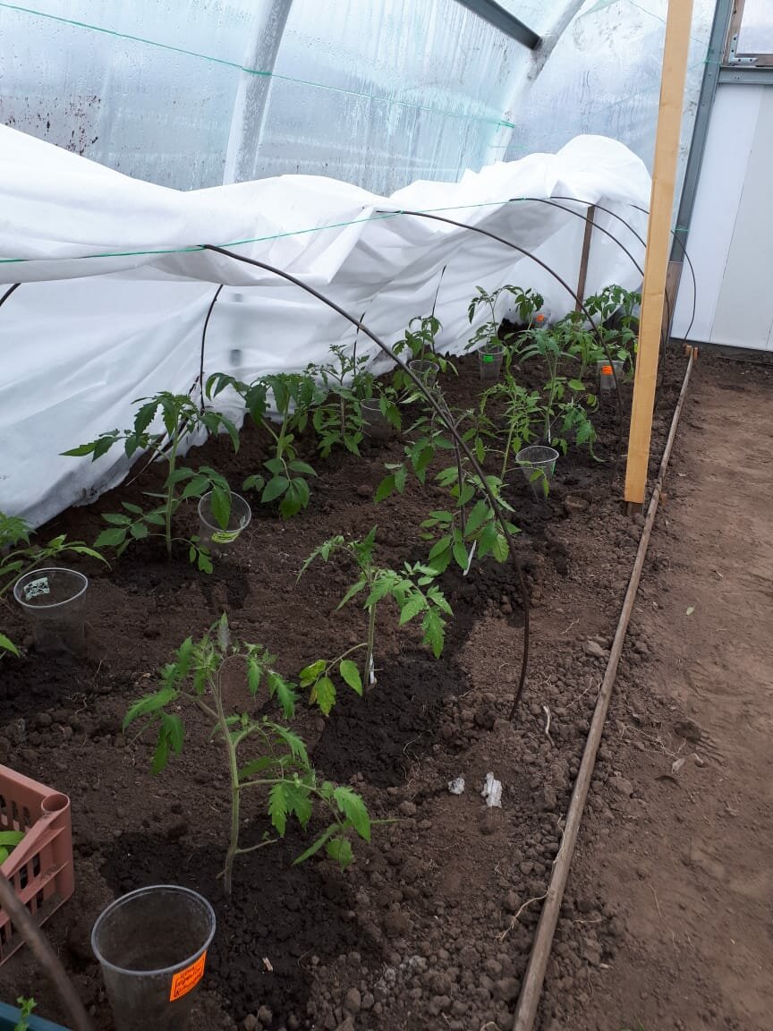 В какие сроки огородники начнут сеять перцы, баклажаны и томаты в 2021 году.