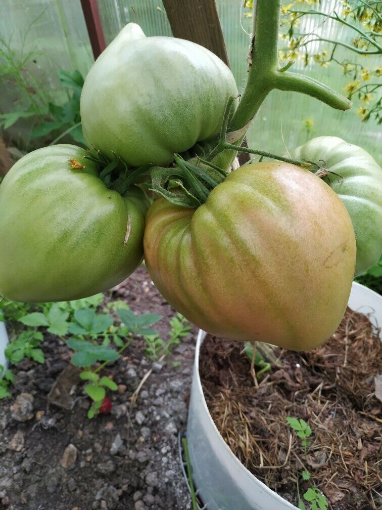 Интересный способ выращивания томатов от моего читателя из Нижнего Новгорода.