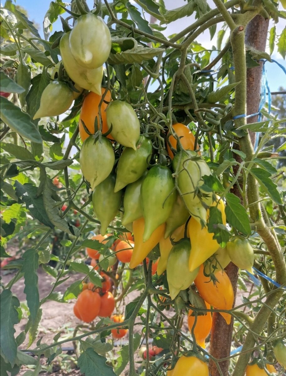 Сорт томата, который поразил меня своей урожайностью в этом сезоне.