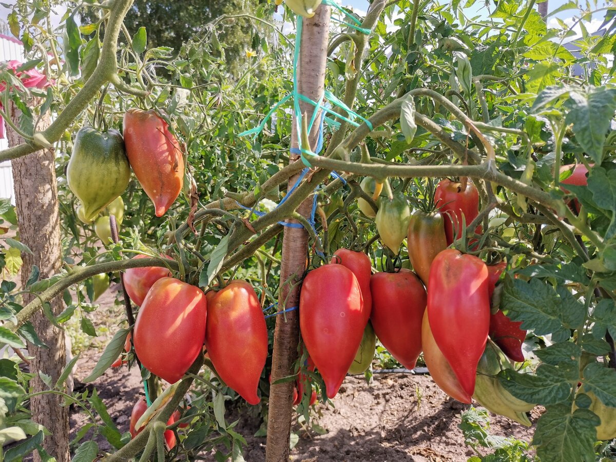 Схема подкормки томатов от рассады до сбора урожая.
