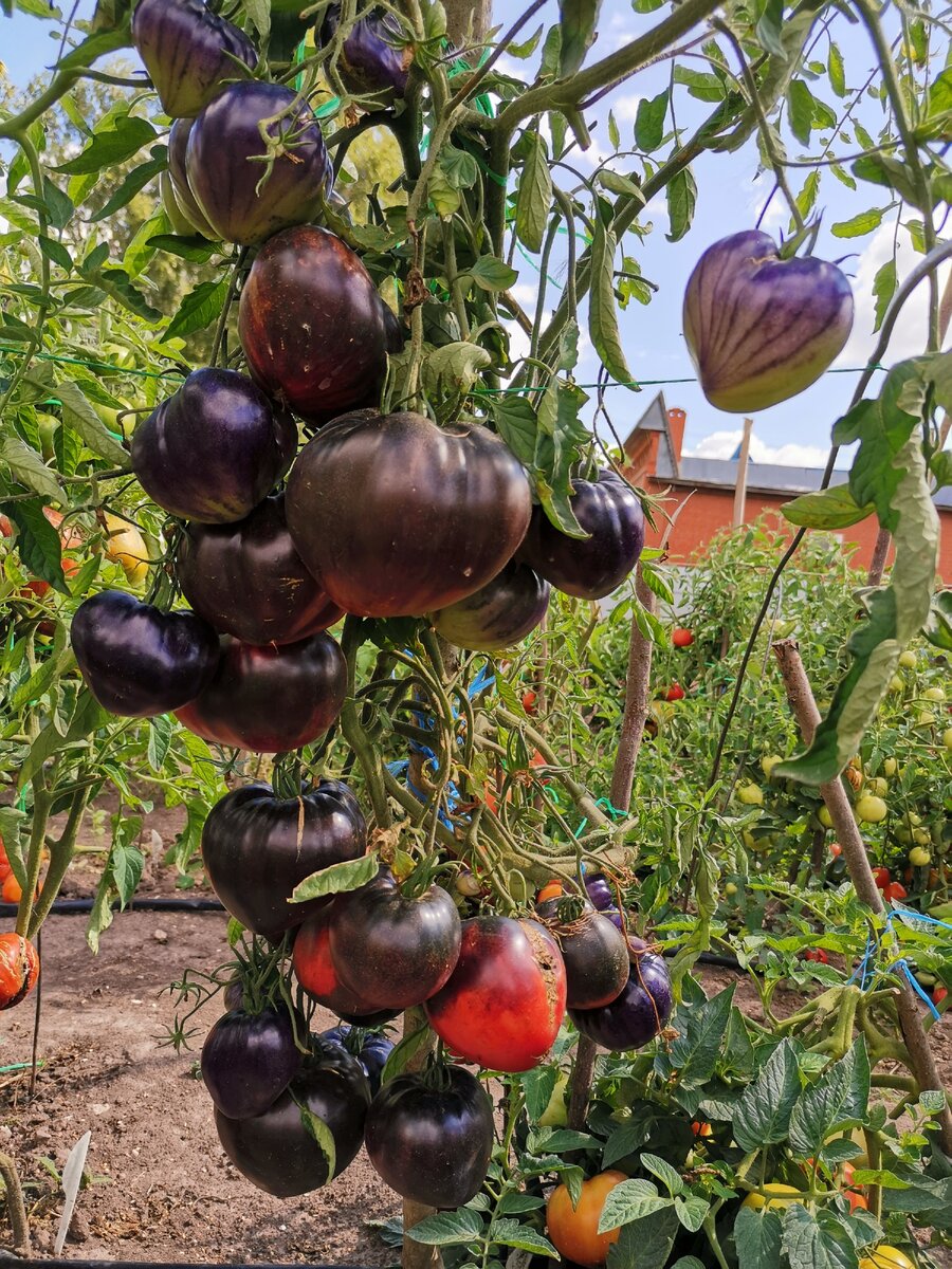 Схема подкормки томатов от рассады до сбора урожая.