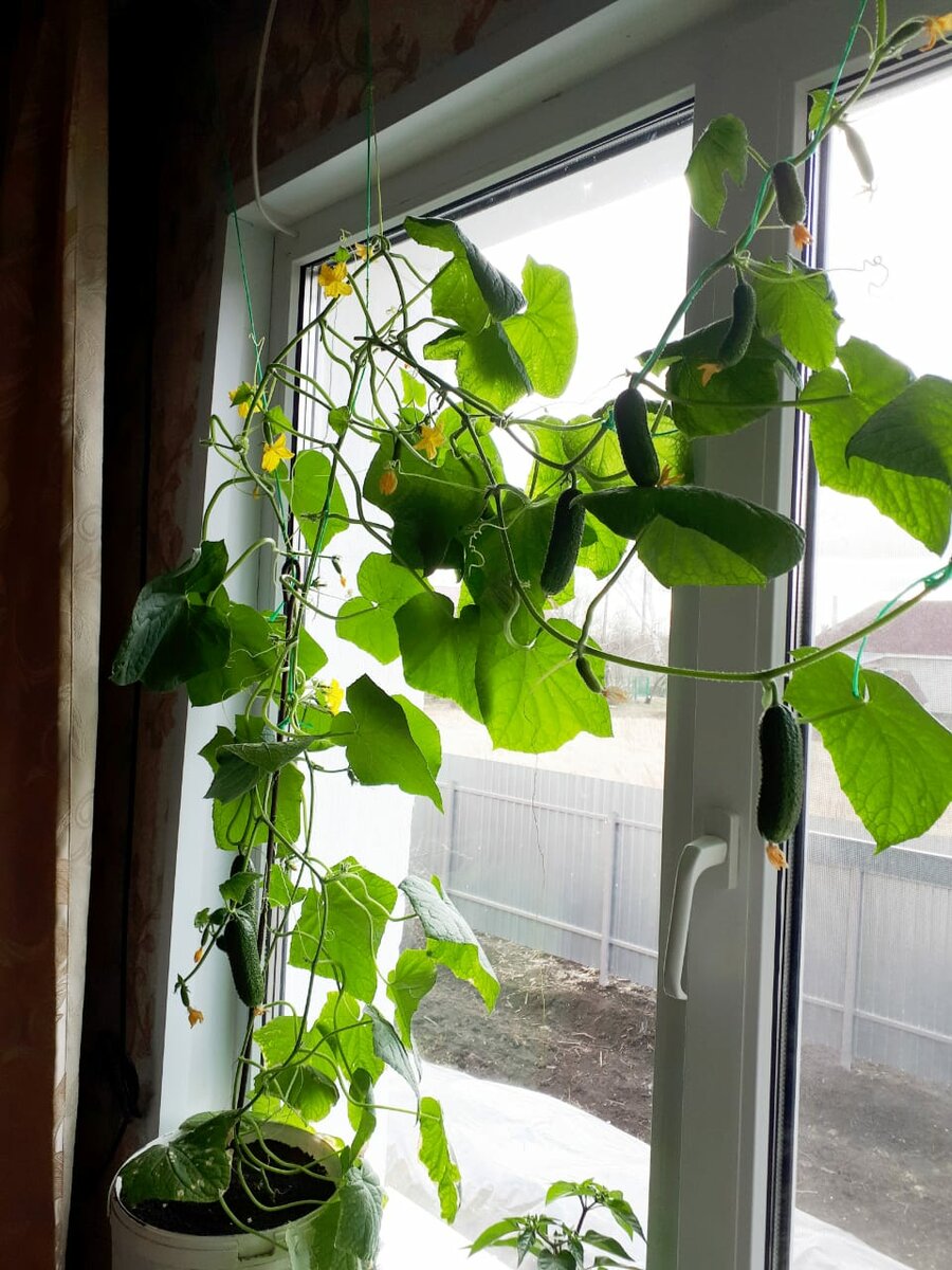 Огород на подоконнике: как правильно вырастить урожай в домашних условиях
