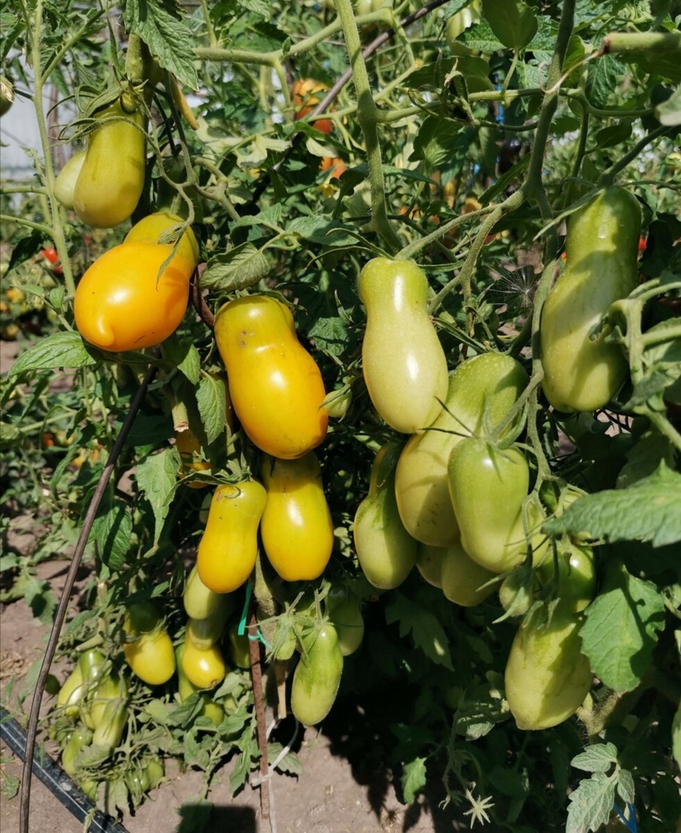 Три необычных сорта томатов, которые я впервые вырастила в 2020 году.