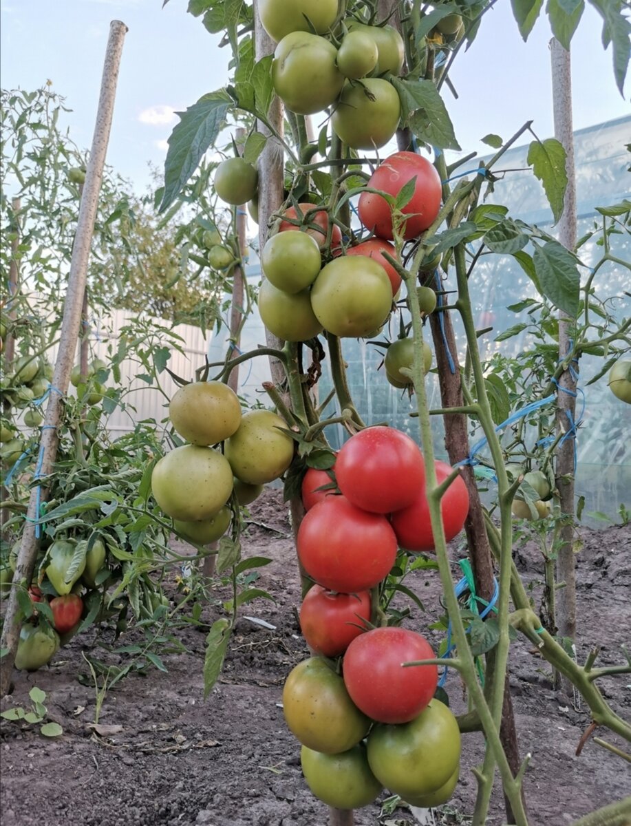 Выращиваю томаты в открытом грунте в Рязани и собираю урожай до заморозков.