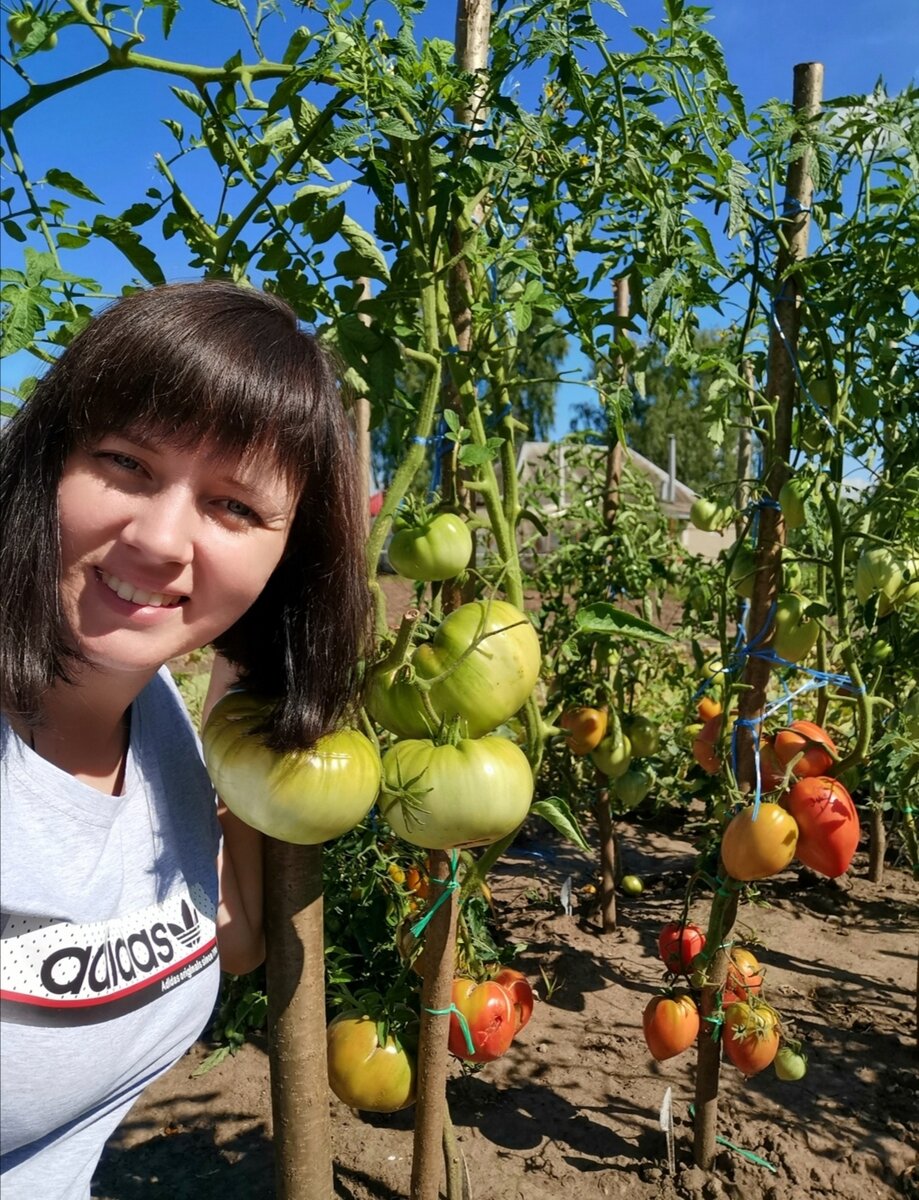 Выращиваю томаты в открытом грунте в Рязани и собираю урожай до заморозков.