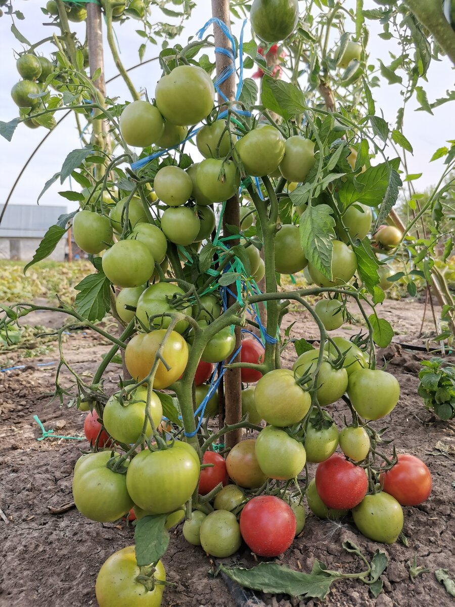 Самые урожайные томаты сезона 2020.