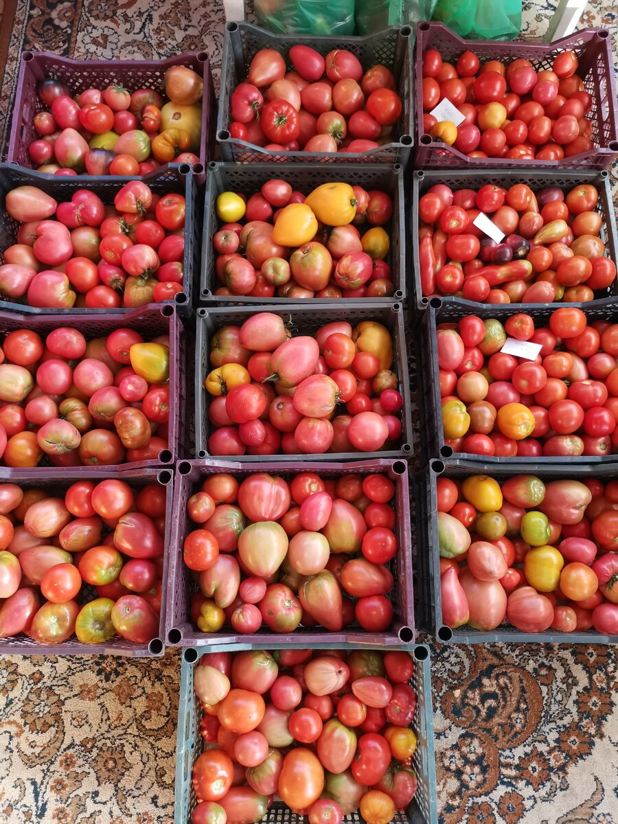 Самые урожайные томаты сезона 2020.
