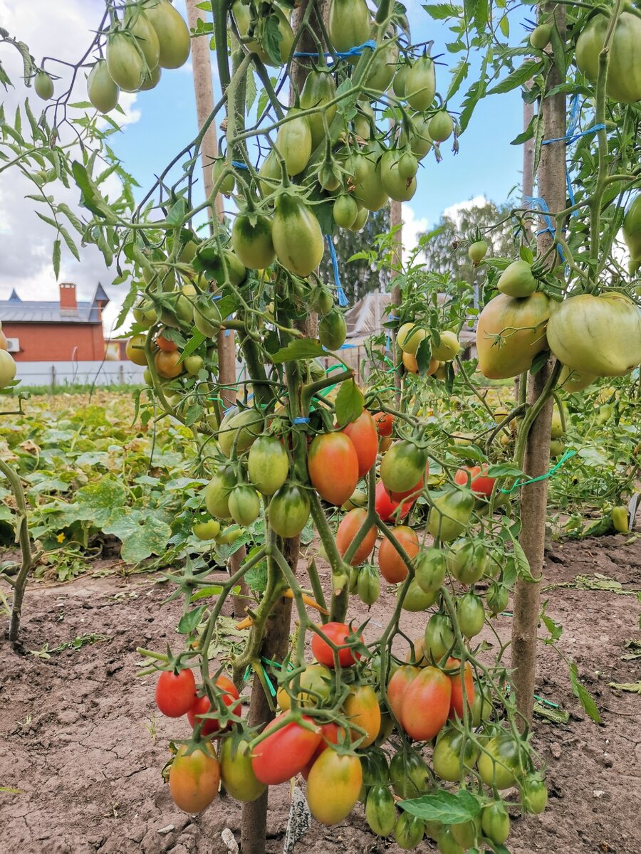 Отчёт на сегодня: томаты спеют, тыква наливается и даже первый арбуз сорвала.