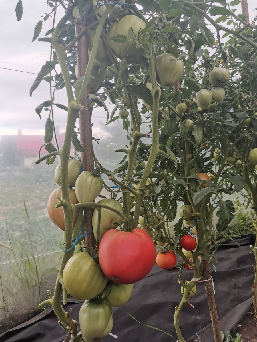 26 июля 2020: убрала чеснок и обработала томаты.