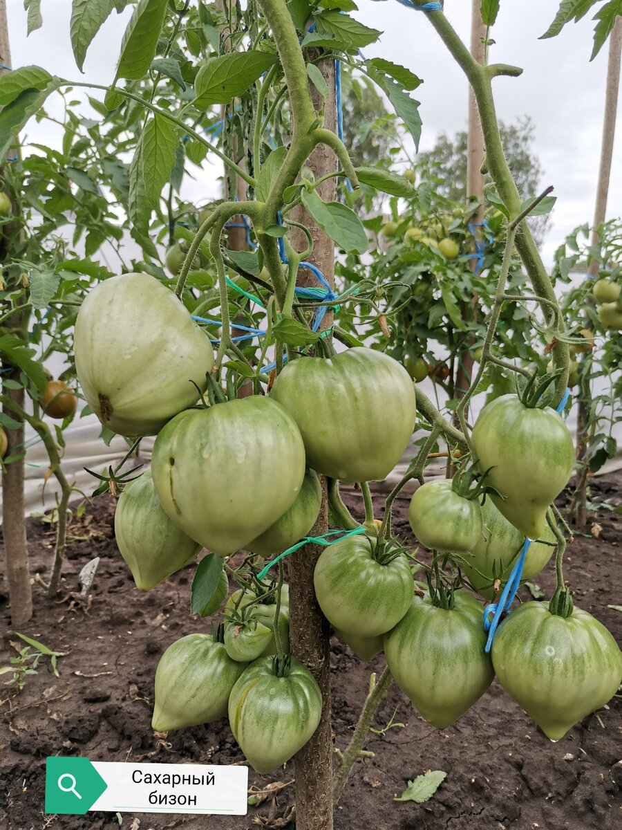 26 июля 2020: убрала чеснок и обработала томаты.