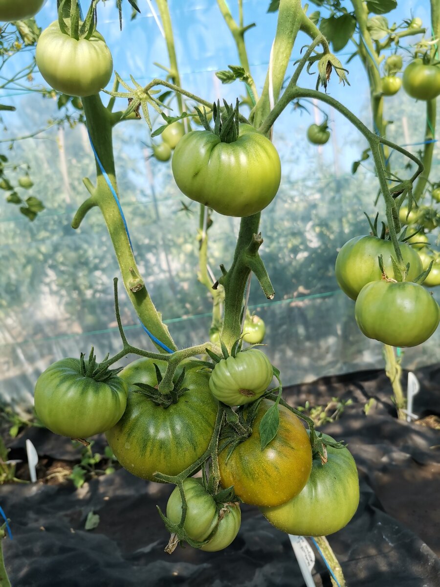 5 сортов экзотических томатов, которые растут у меня на грядках в Рязанской области.