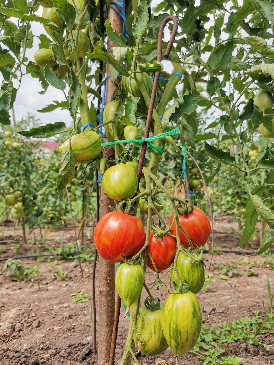 5 сортов экзотических томатов, которые растут у меня на грядках в Рязанской области.