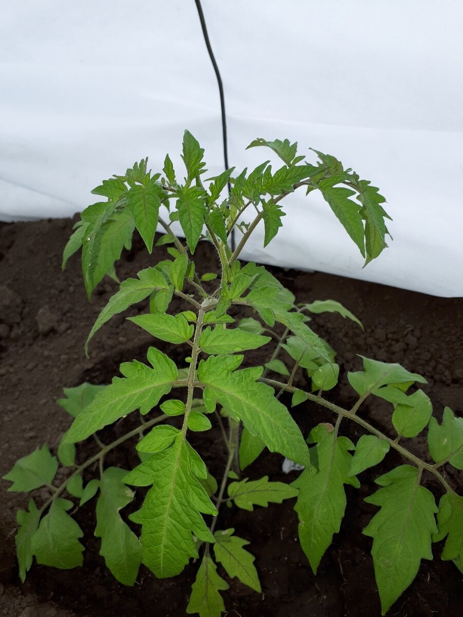 Высадила томаты 21 апреля в теплицу и вот что из этого вышло.