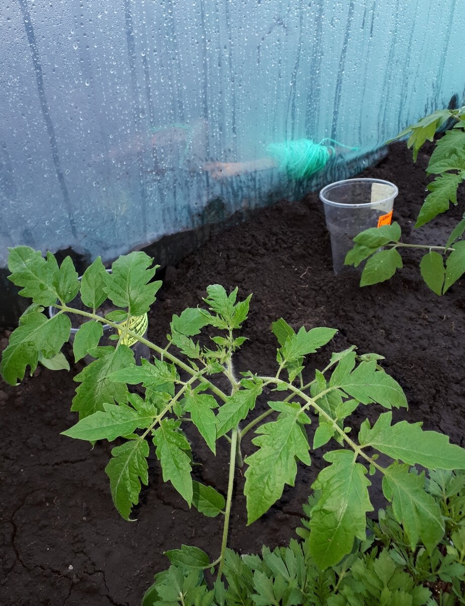 Высадила томаты 21 апреля в теплицу и вот что из этого вышло.