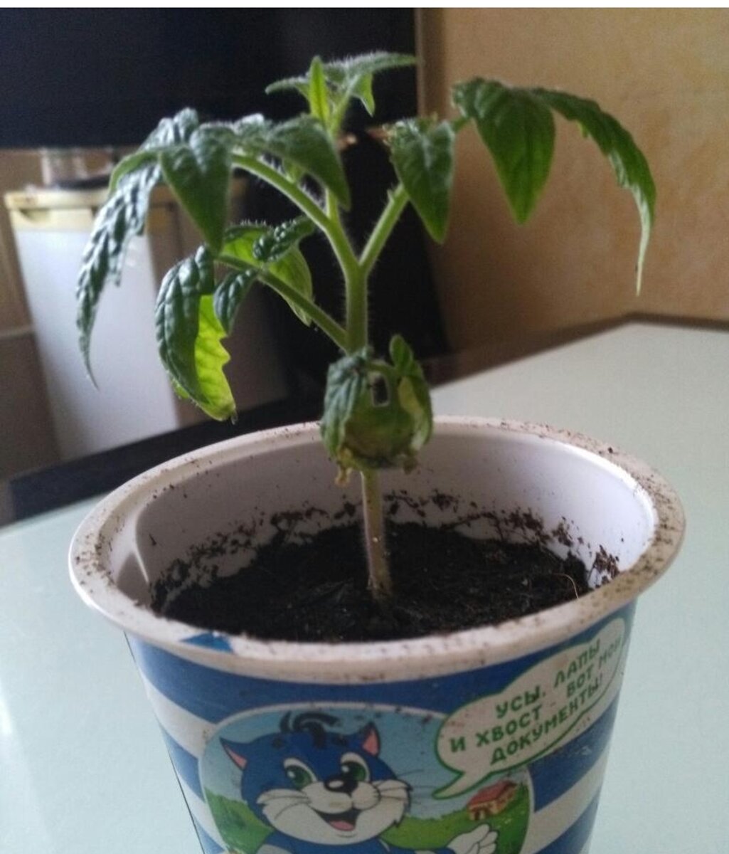 Самая распространенная ошибка при выращивании рассады томатов.