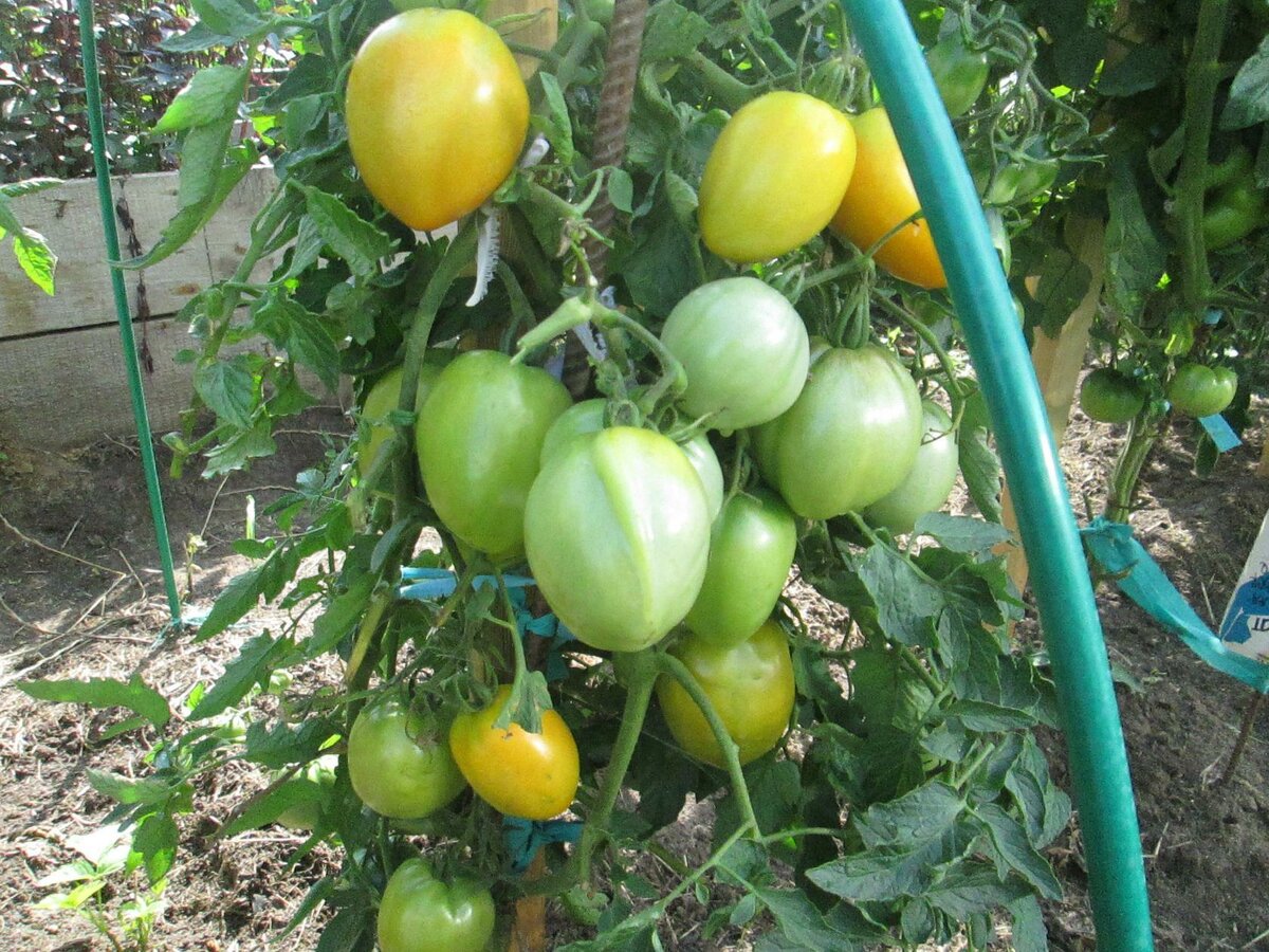 Мои новые сорта томатов в огородном сезоне 2020.