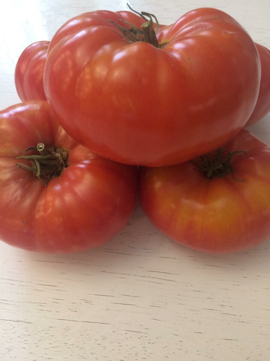 Мои новые сорта томатов в огородном сезоне 2020.