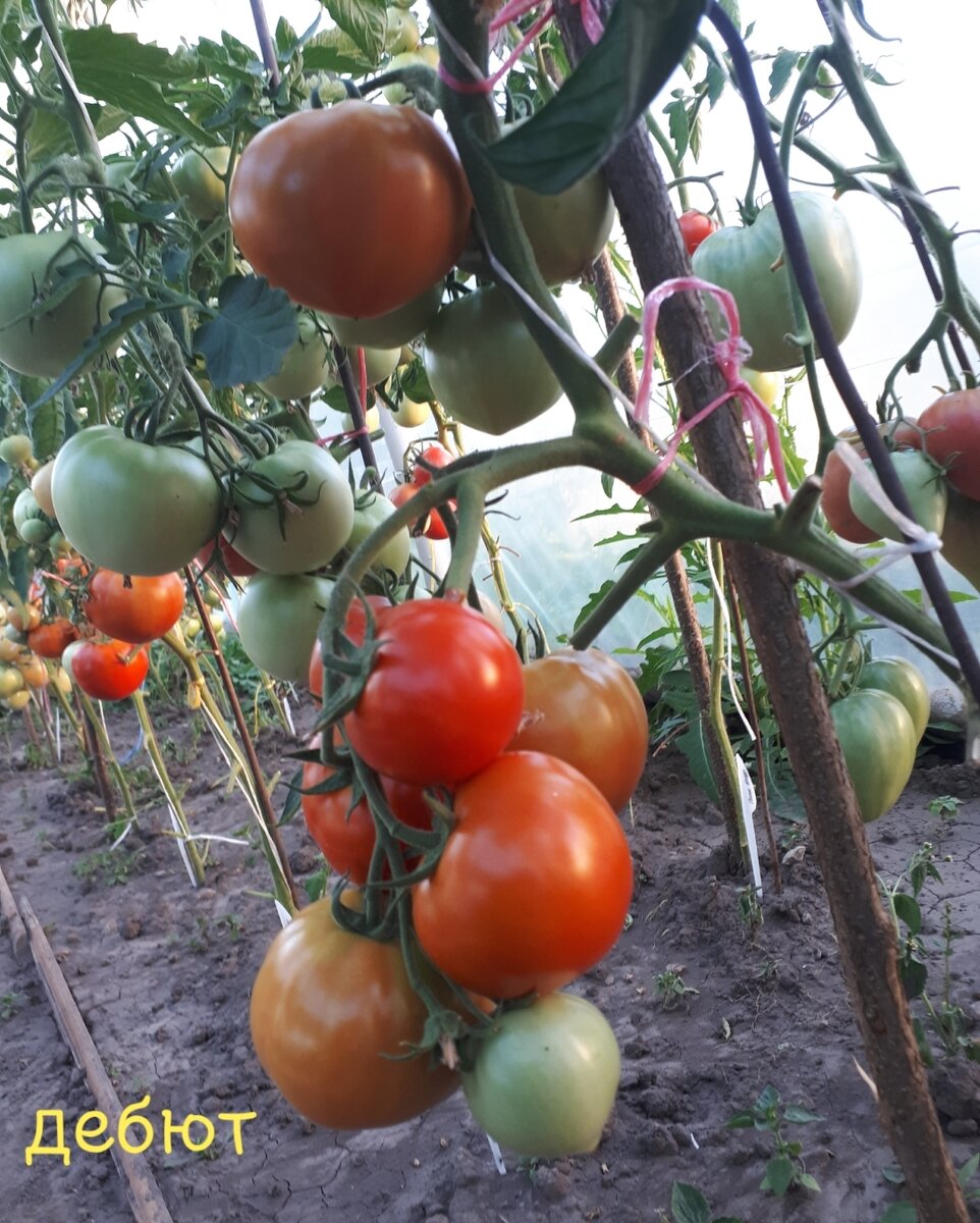 Топ-7 томатов для новичков