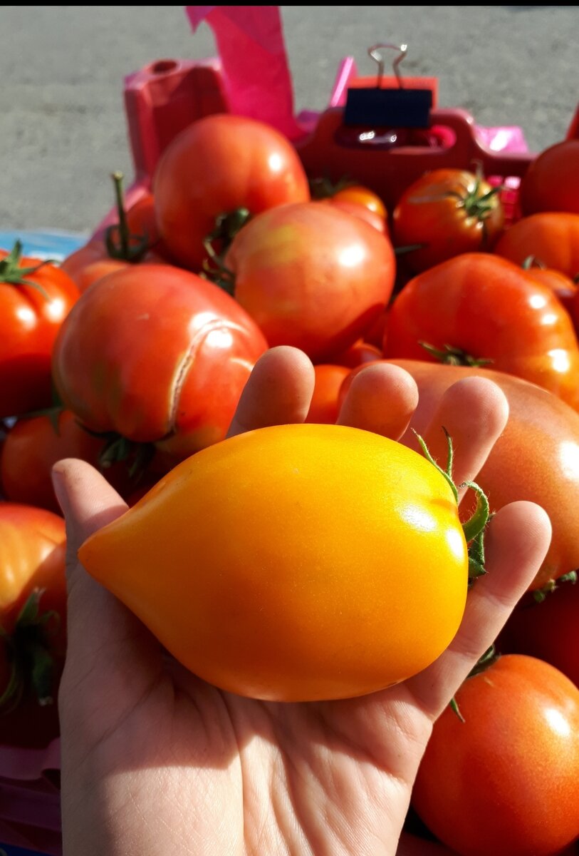 Очень вкусный томат с длинным 