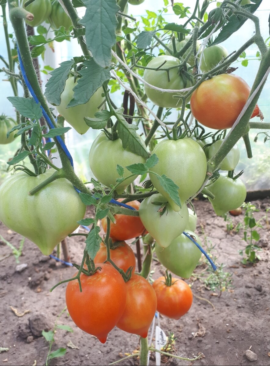 Урожайный сорт томата, проверенный временем.