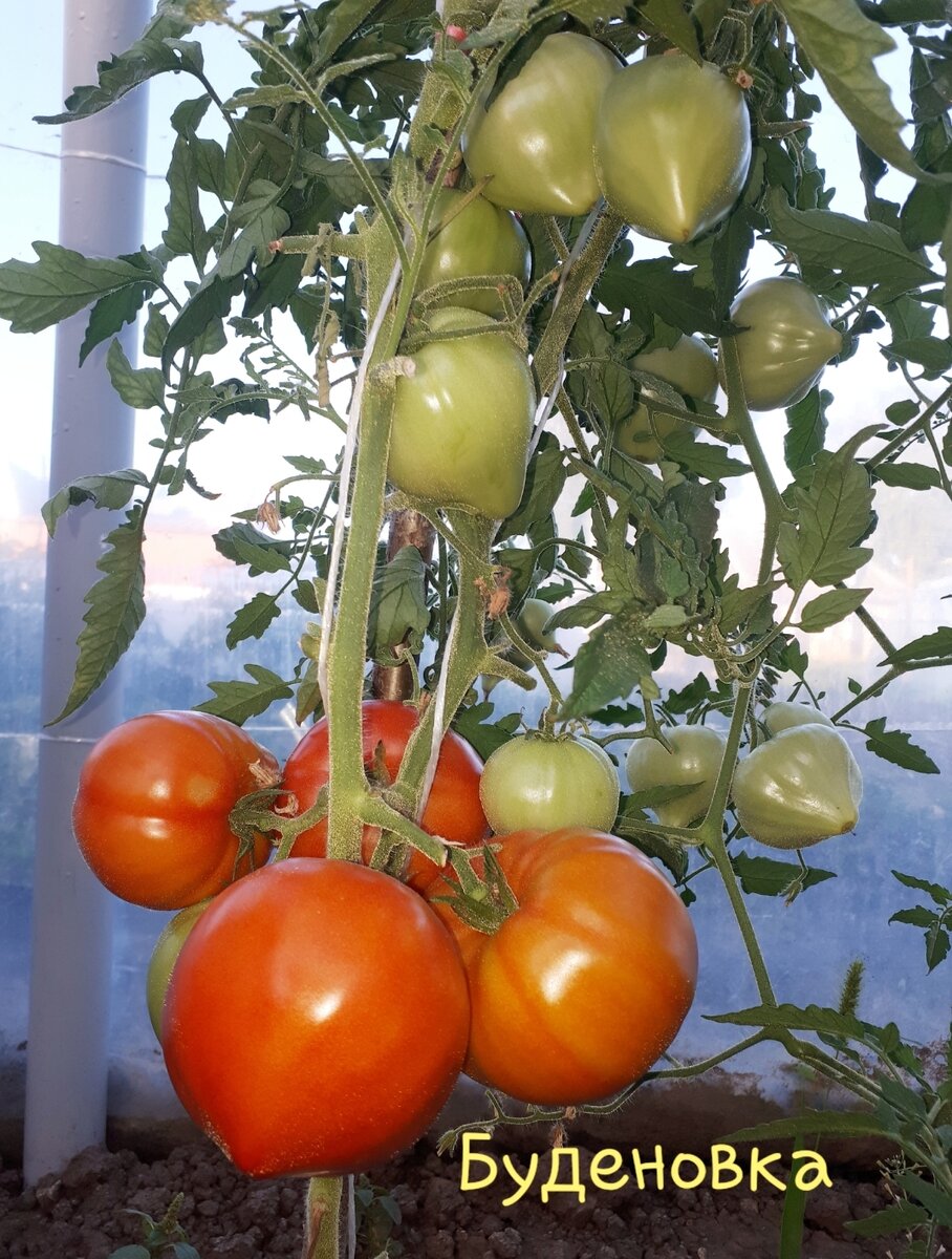 Урожайный сорт томата, проверенный временем.