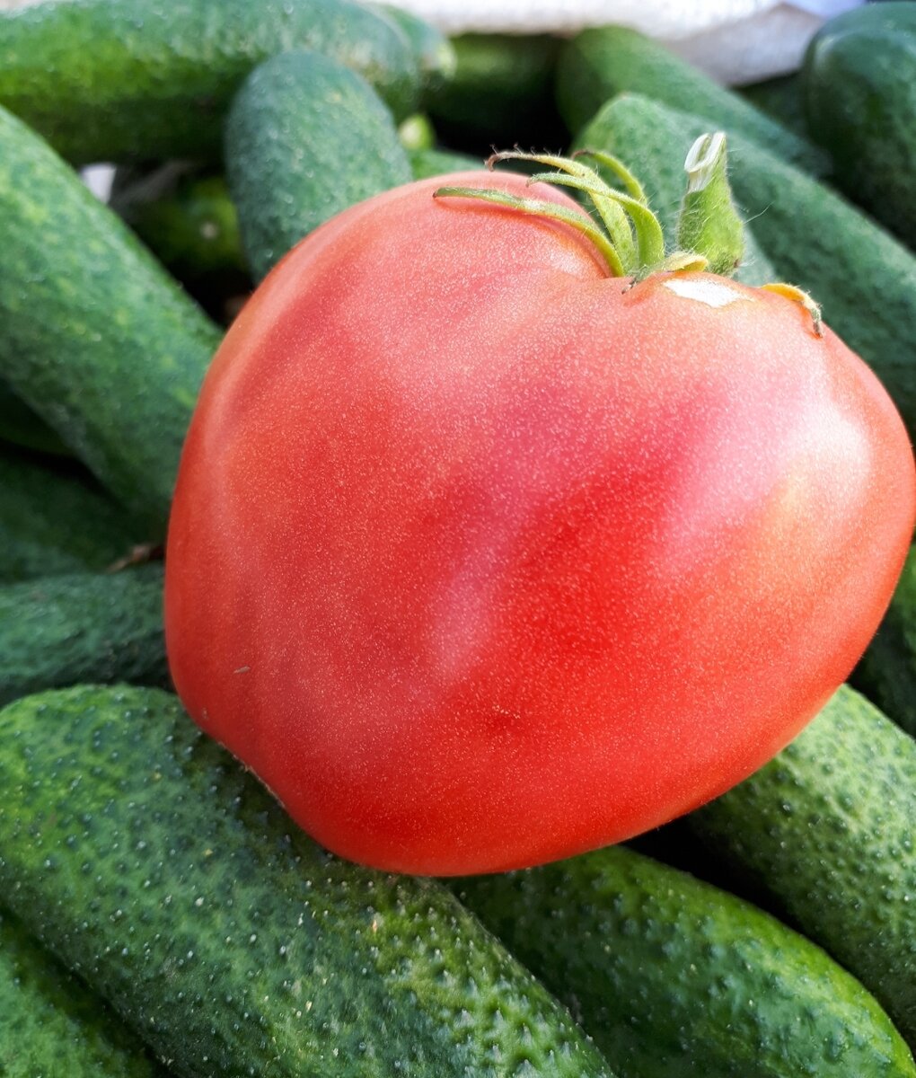 Самый вкусный сорт томата