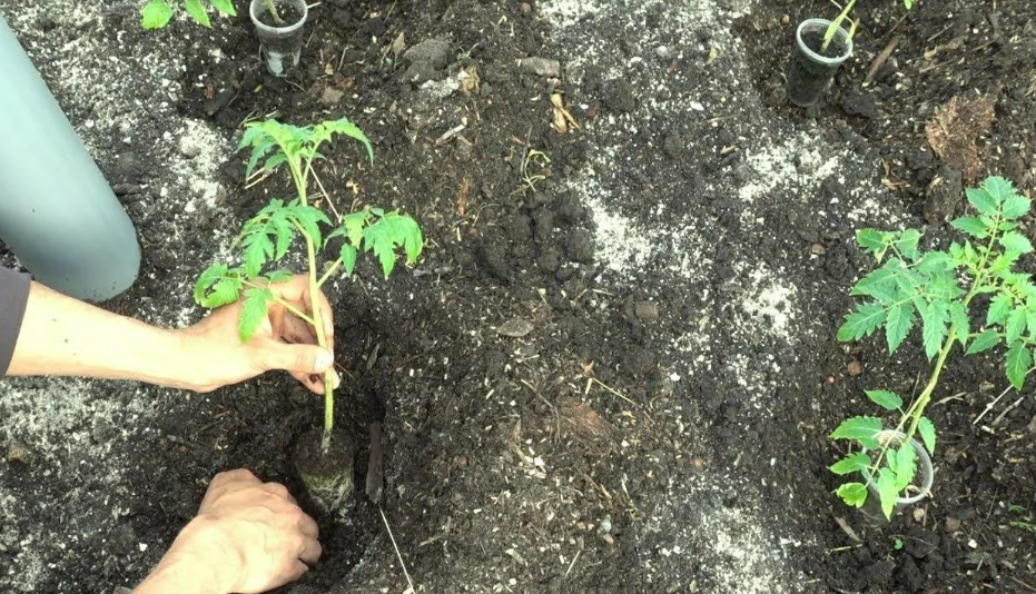 Как ухаживать за рассадой томатов после посадки на грядку