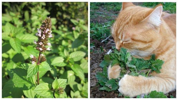 Некоторые растения, наоборот, кошек привлекают