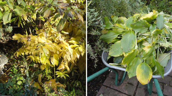 Срезанные по осени листья купен (слева) и хост (справа) - прекрасный органический материал для устройства стационарной грядки. Фото автора